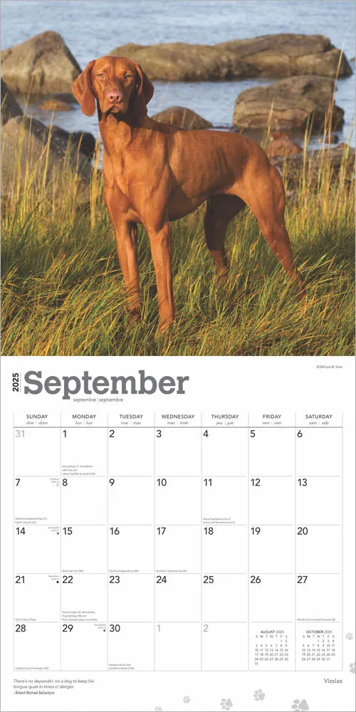 2025 Vizslas Wall Calendar