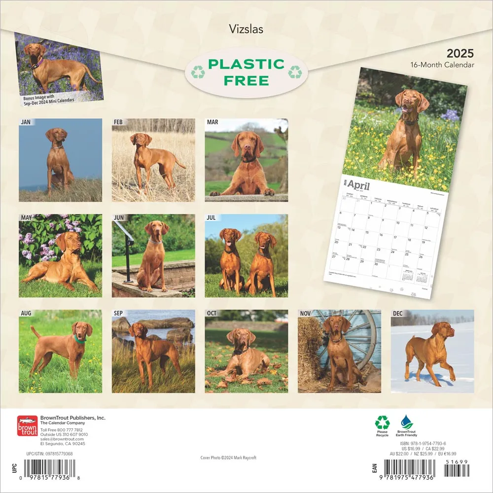 2025 Vizslas Wall Calendar