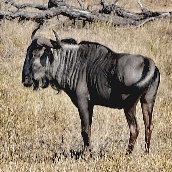 BLUE WILDEBEEST HUNTING SPORRAN