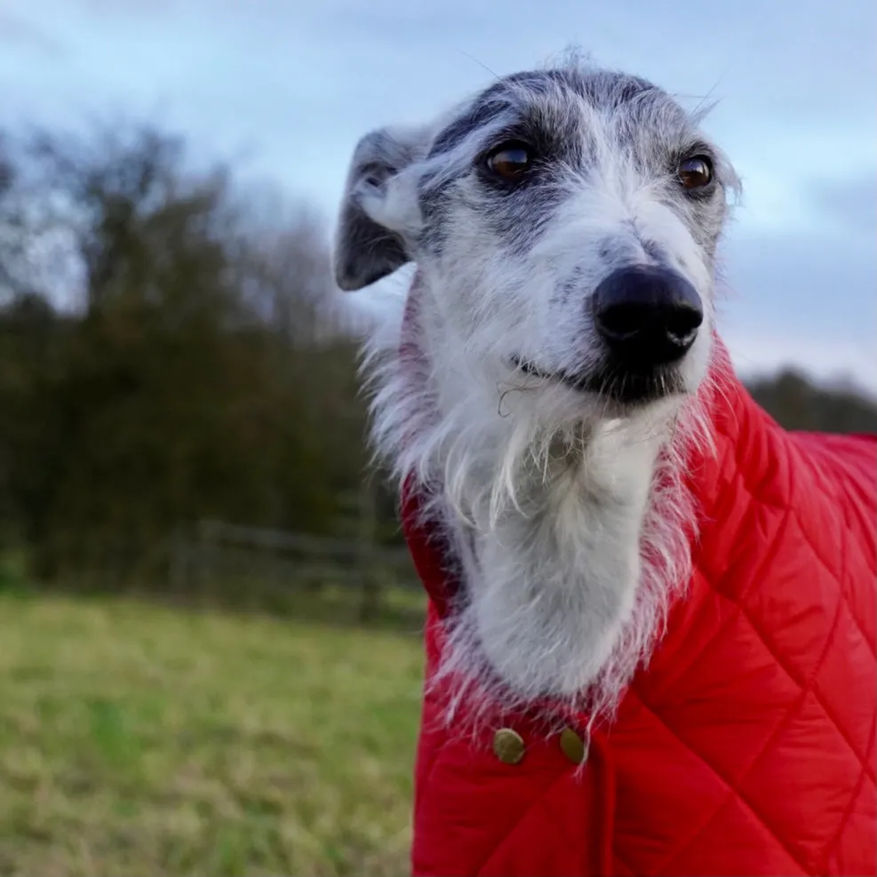 Chigwell Quilted Luxury Red Dog Coat for Whippets