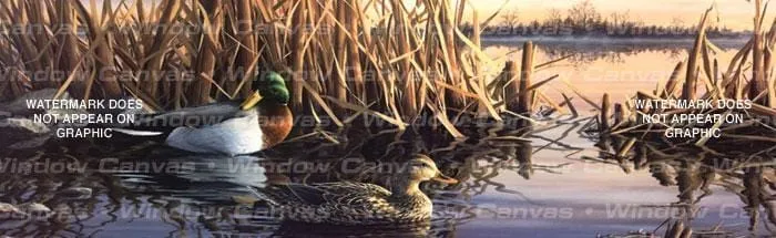 Resting Mallards Rear Window Decal